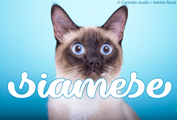 Dillon the Cat: A Stylish Script Typeface for Campaigns