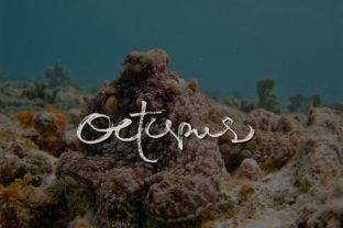 Octopus: A Natural Script Handwritten Font Review